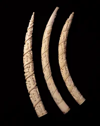 Colmillos tallados, Congo